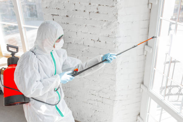 Best Biohazard Mold Removal in Port Hueneme, CA