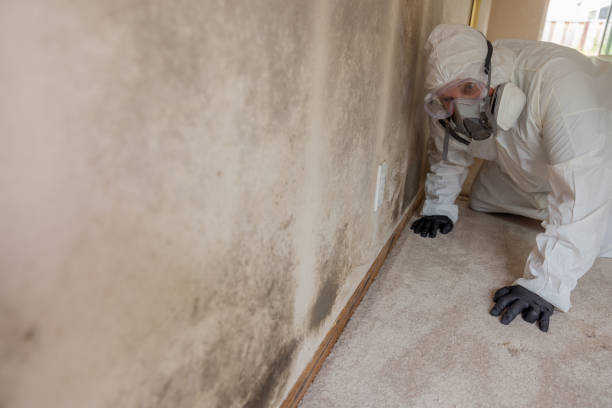 Best Real Estate Mold Inspection in Port Hueneme, CA